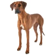 Rhodesian-Ridgeback