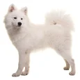 Samoyed