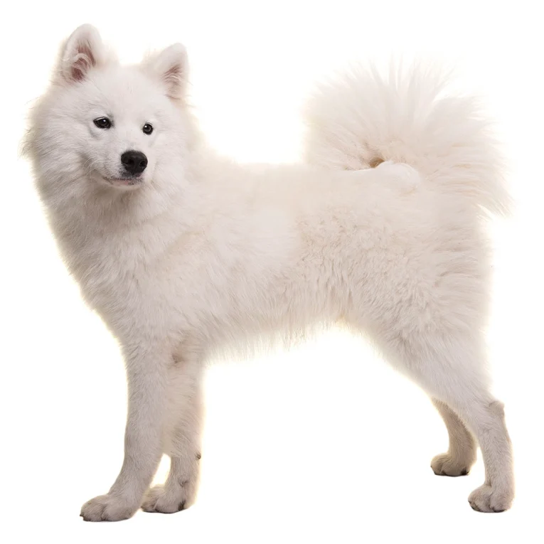 Samoyed