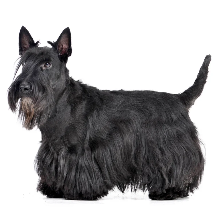 Scottish-Terrier