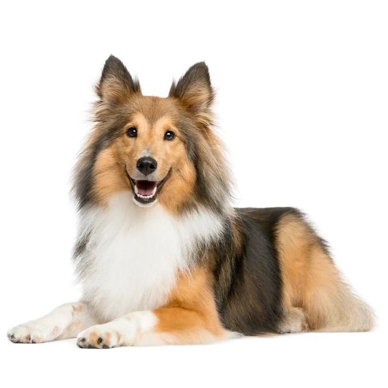 Shetland-Sheepdog