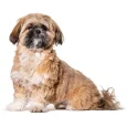 Shih-Tzu