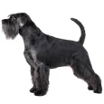 Standard-Schnauzer