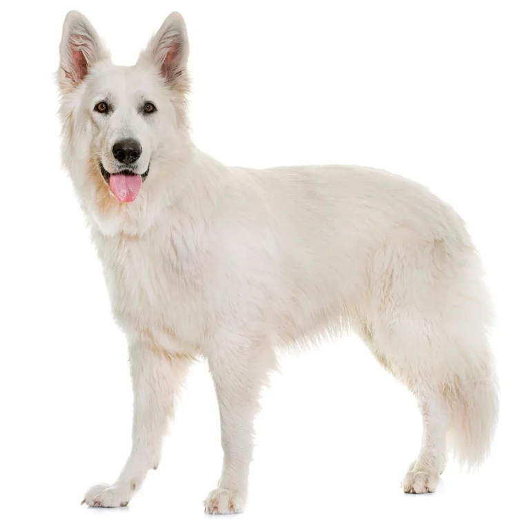 Swiss-White-Shepherd-Dog