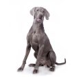 Weimaraner