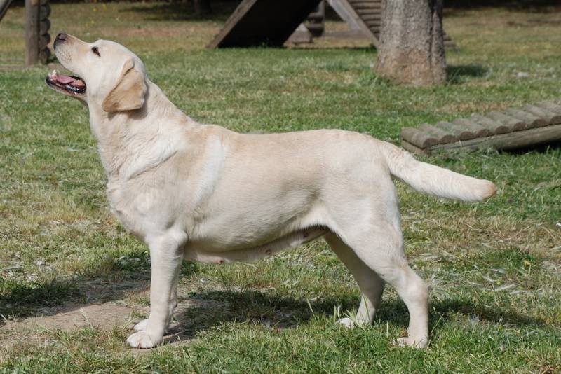 Yellow Labrador Retriever 2