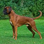 Μποξερ – Boxer