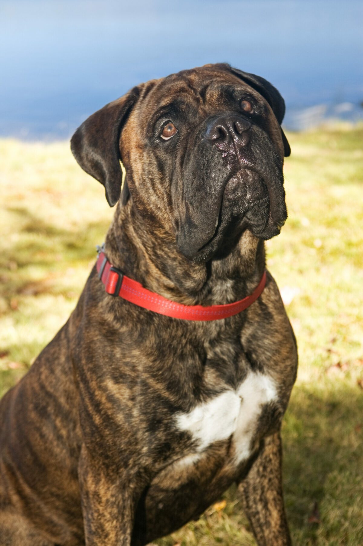 Bullmastiff Female Scaled
