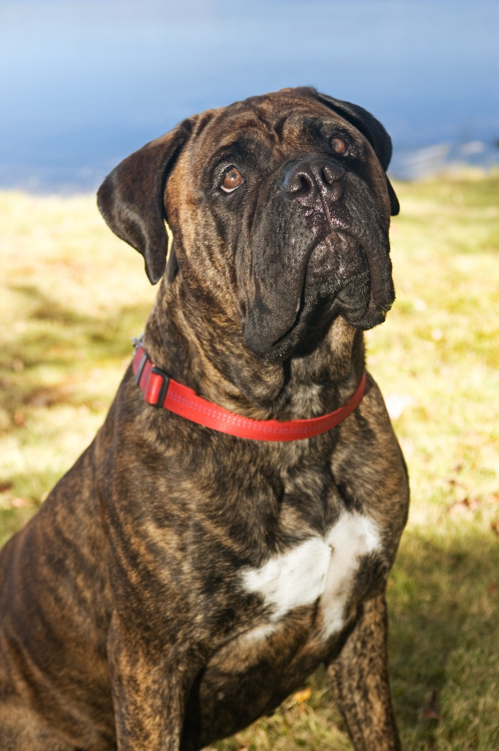 Μπουλμαστίφ - Bull Mastiff - Pet Hellas