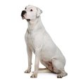 Dogo Argentino