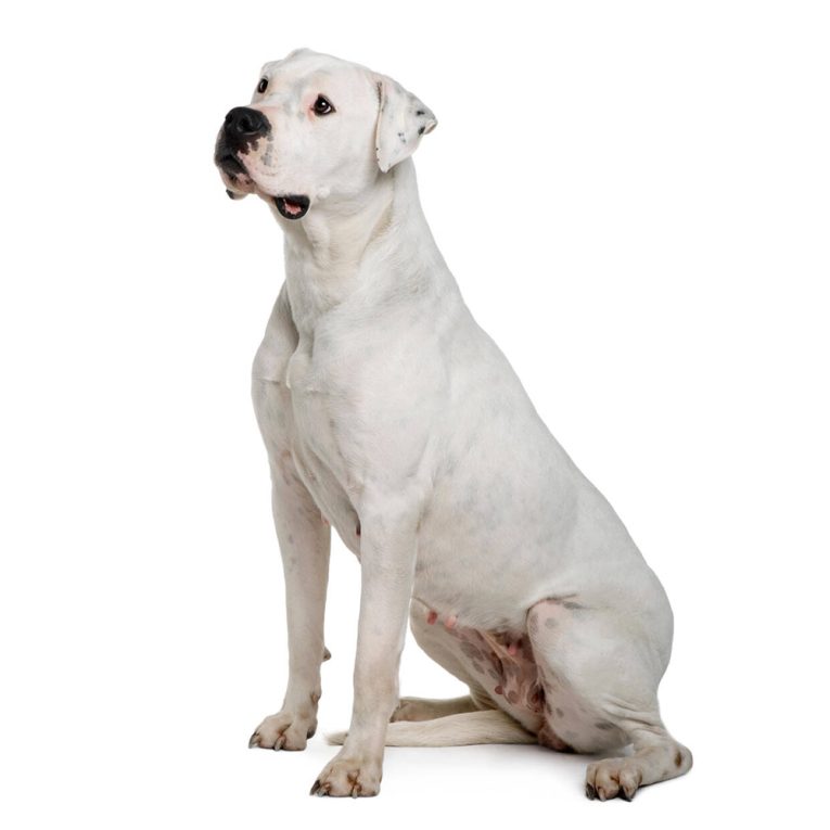 dogo argentino