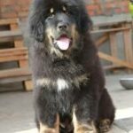 Θιβετιανο Μαστιφ – Tibetan Mastiff