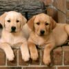 Labrador_Retriever_Puppies_1152X864[1]