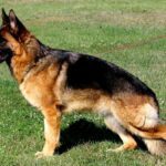 Γερμανικοσ Ποιμενικοσ (Λυκόσκυλο) – German Shepherd Dog