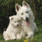 Ελβετικοσ Λευκοσ Ποιμενικοσ – Swiss Shepherd White Dog