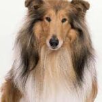 Κολι – Collie Ή Scotch Collie