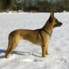 1060Px-Female_Malinois_2005-01-29_0