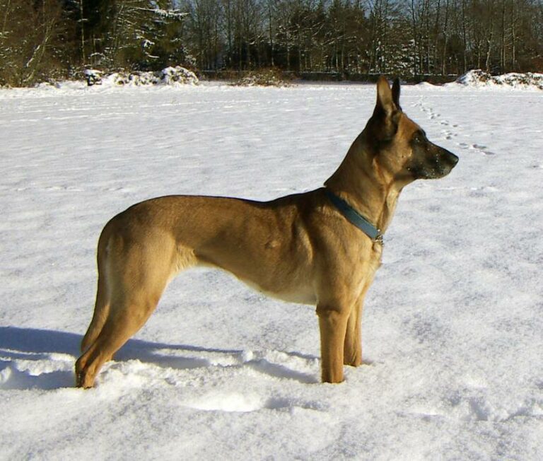 1060px-Female_Malinois_2005-01-29_0