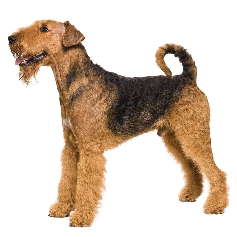 Airedale-Terrier