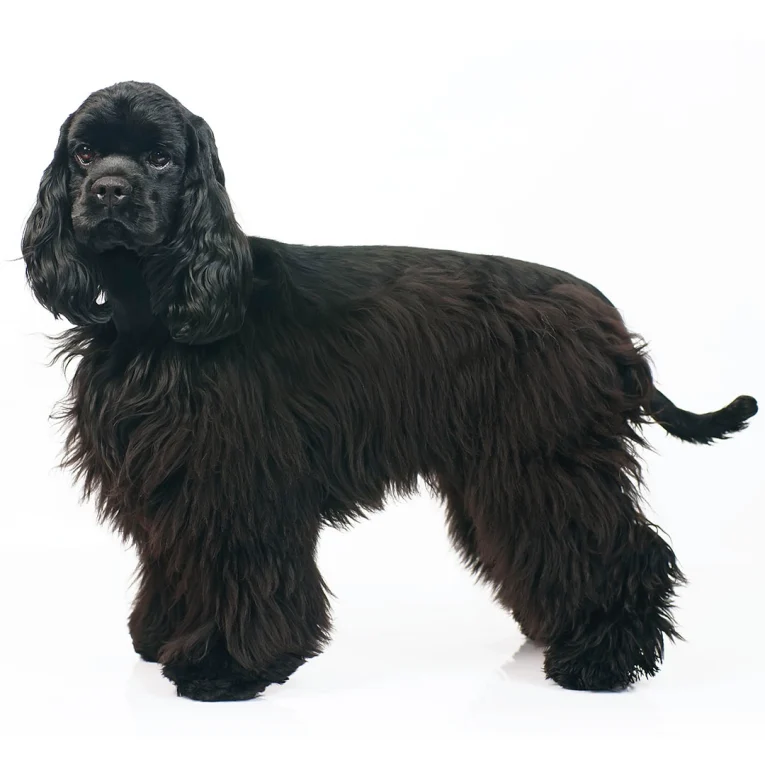 American-Cocker-Spaniel