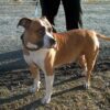 American_Staffordshire_Terrier_bitch
