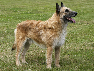 Belgian-Shepherd-Laekenois-Dog-5