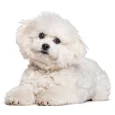 Bichon-Frise