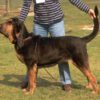 Bloodhound_black_and_tan_'blanket'