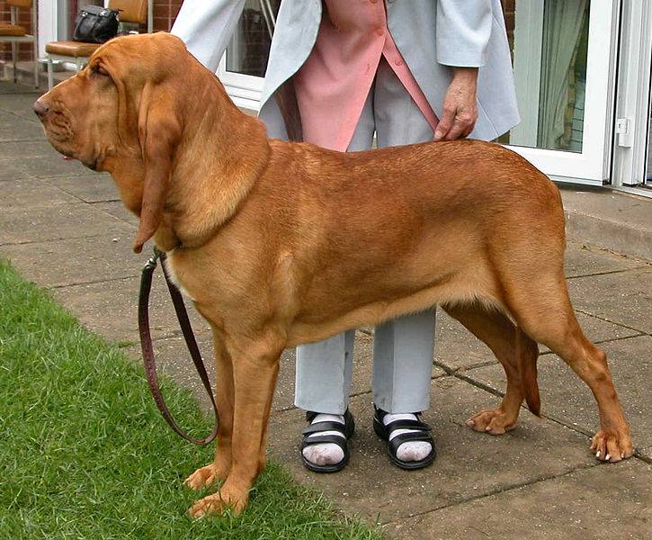 Bloodhound Red Liver Pigmented