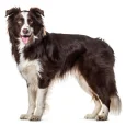 Border-Collie