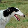 Borzoi