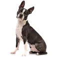 Boston-Terrier