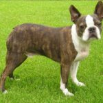 Μποστον Τεριε – Boston Terrier