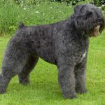 Μπουβιε Τησ Φλανδρασ – Bouvier Des Flandres