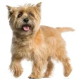 Cairn-Terrier
