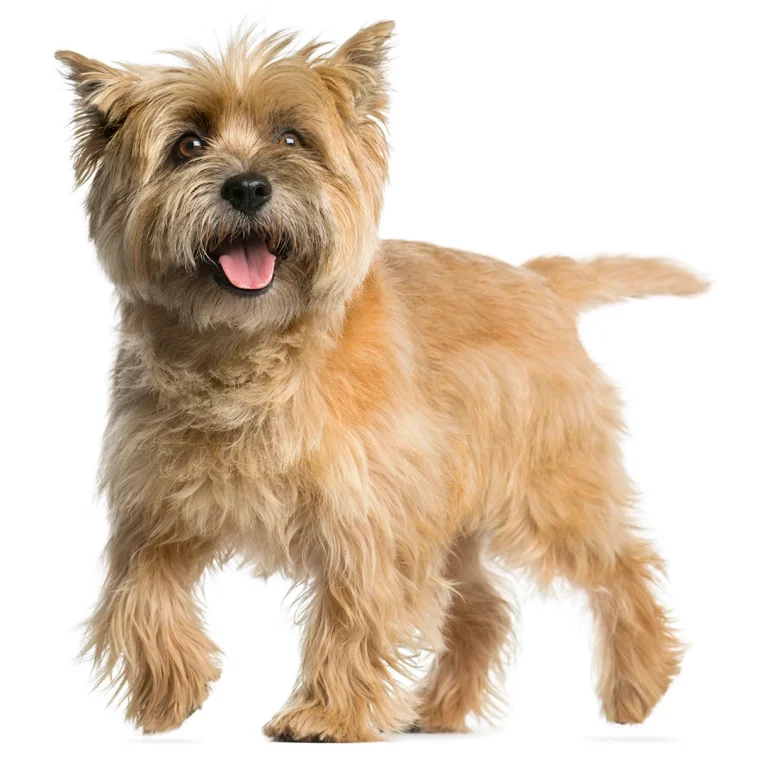 Cairn-Terrier