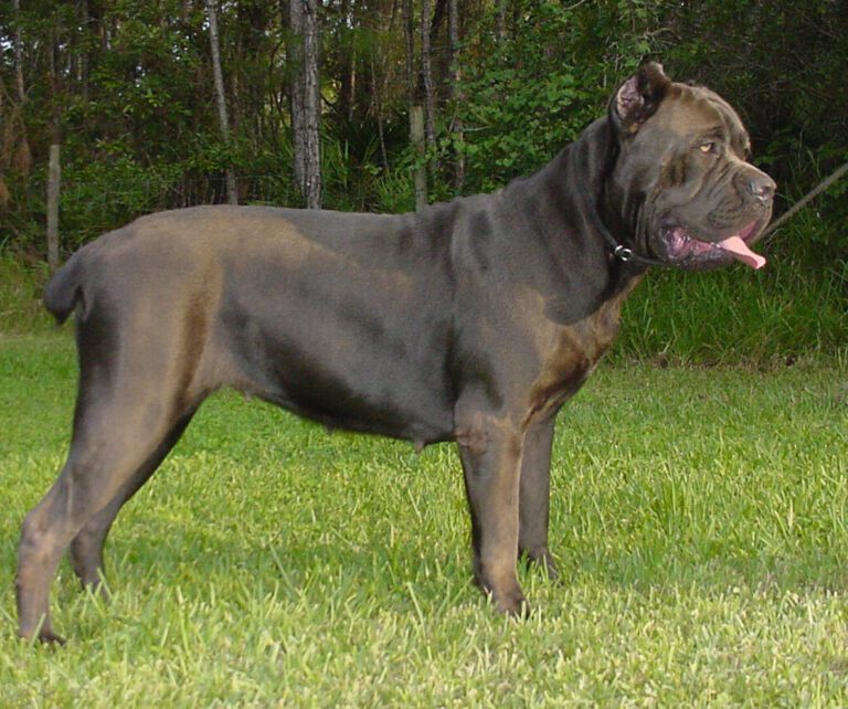 Cane-Corso