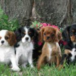 Cavalier-King-Charles-Spaniel-Puppies