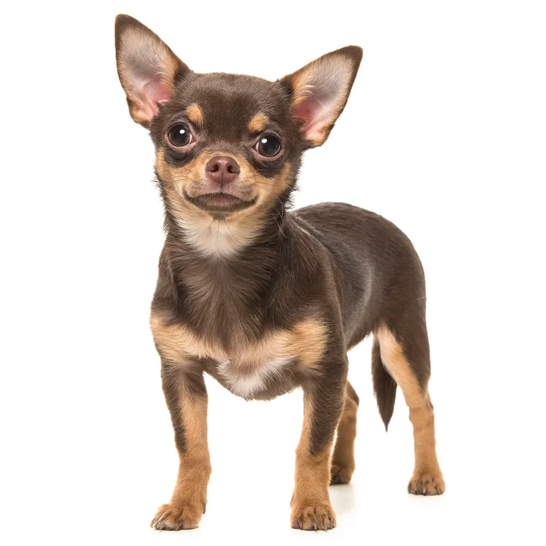 Chihuahua-Smooth-Coat