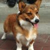 Corgi_Frontal