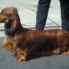 Dachshund2