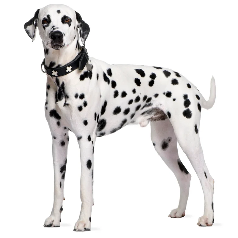 Dalmatian