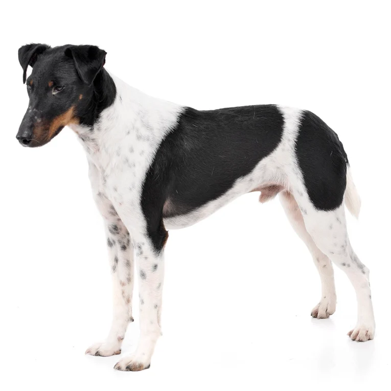 Fox-Terrier-Smooth-Coat