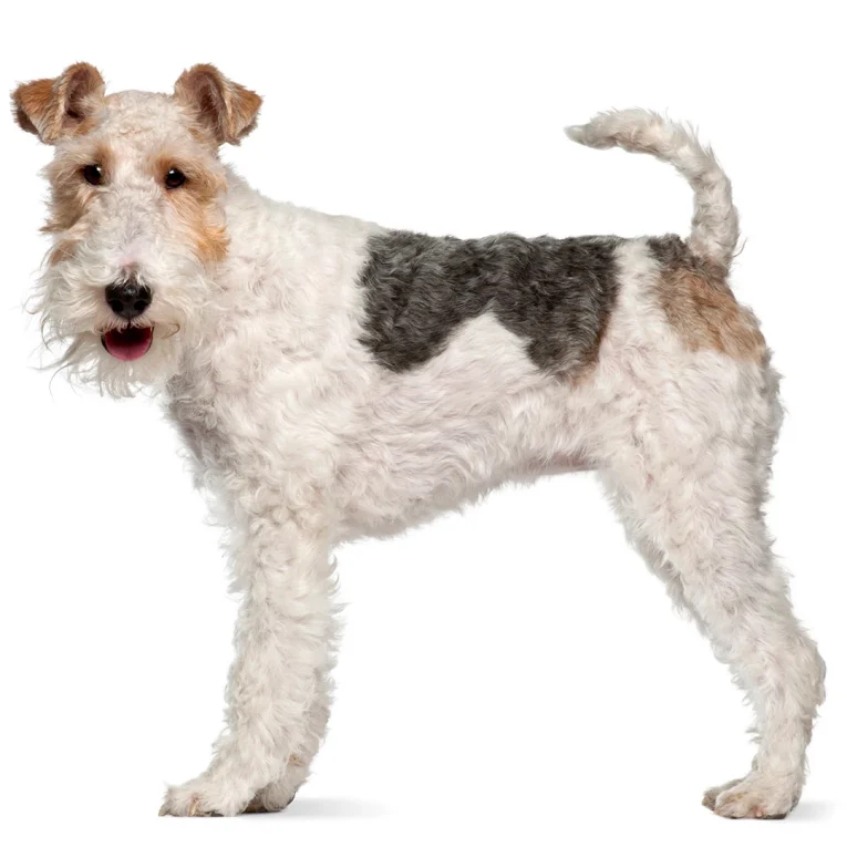 Fox-Terrier-Wire-Coat