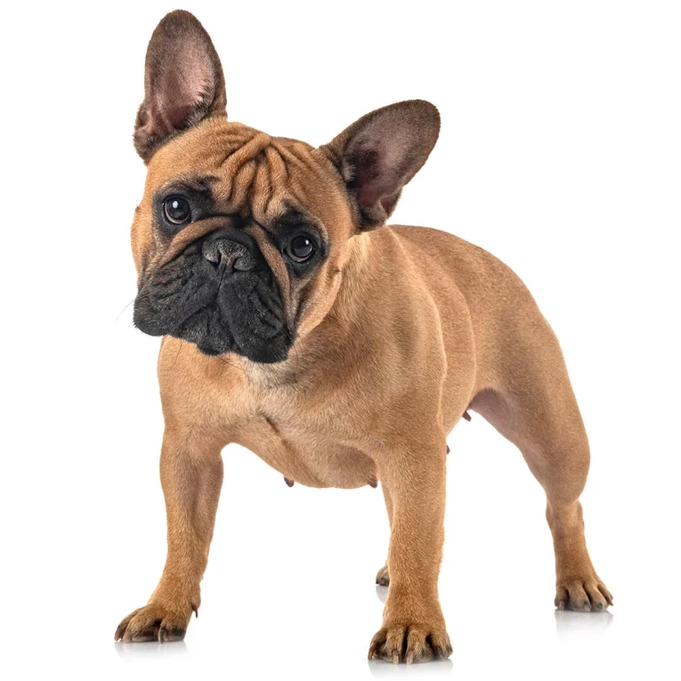 French-Bulldog