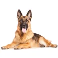 German-Shepherd-Dog