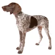 German-Short-Haired-Pointer