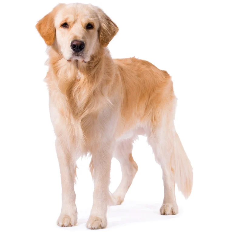 Golden-Retriever