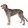 Irish-Wolfhound