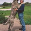 Irishwolfhoundfrankbrendan